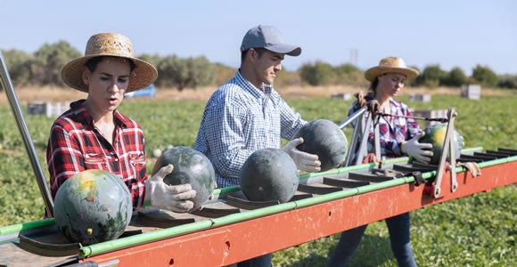 Three farm workers in hats and gloves transfer Melon 1 watermelons along a conveyor belt in a field on a sunny day, with green plants and trees in the background, preparing them for refrigerated freight.