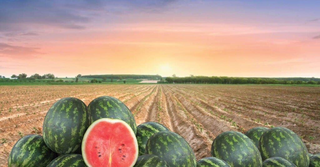 A pile of whole watermelons with one cut in half sits in front of a vast, freshly plowed field under a colorful sunrise sky—just beyond, Green Roads winds past trees lining the distant horizon.