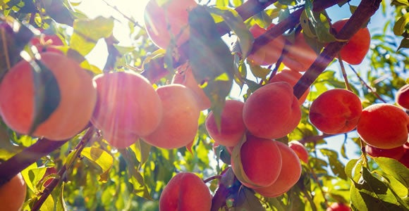 Ripe peaches hang from tree branches with green leaves, illuminated by bright sunlight streaming through the foliage—ready for transport via reliable refrigerated logistics to keep them fresh.