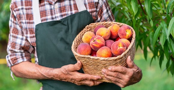 A person wearing a plaid shirt and green apron holds a wicker basket filled with ripe peaches, standing outdoors near a leafy tree—ready for refrigerated logistics to ensure the fruit stays fresh on its journey.