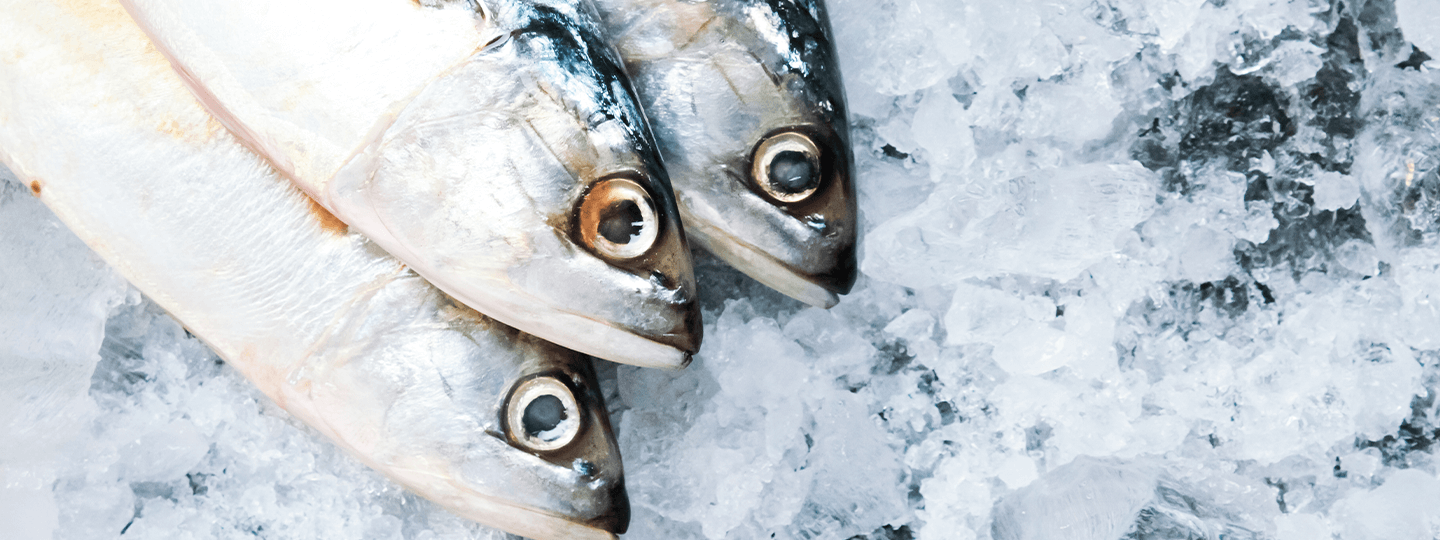 Three whole fish with silvery scales and open eyes lying side by side on a bed of crushed ice.