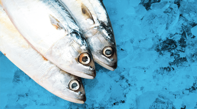 Three whole, fresh fish with silvery scales lie side by side on a bed of crushed ice, viewed from above. The background is blue, highlighting the cool, fresh environment.